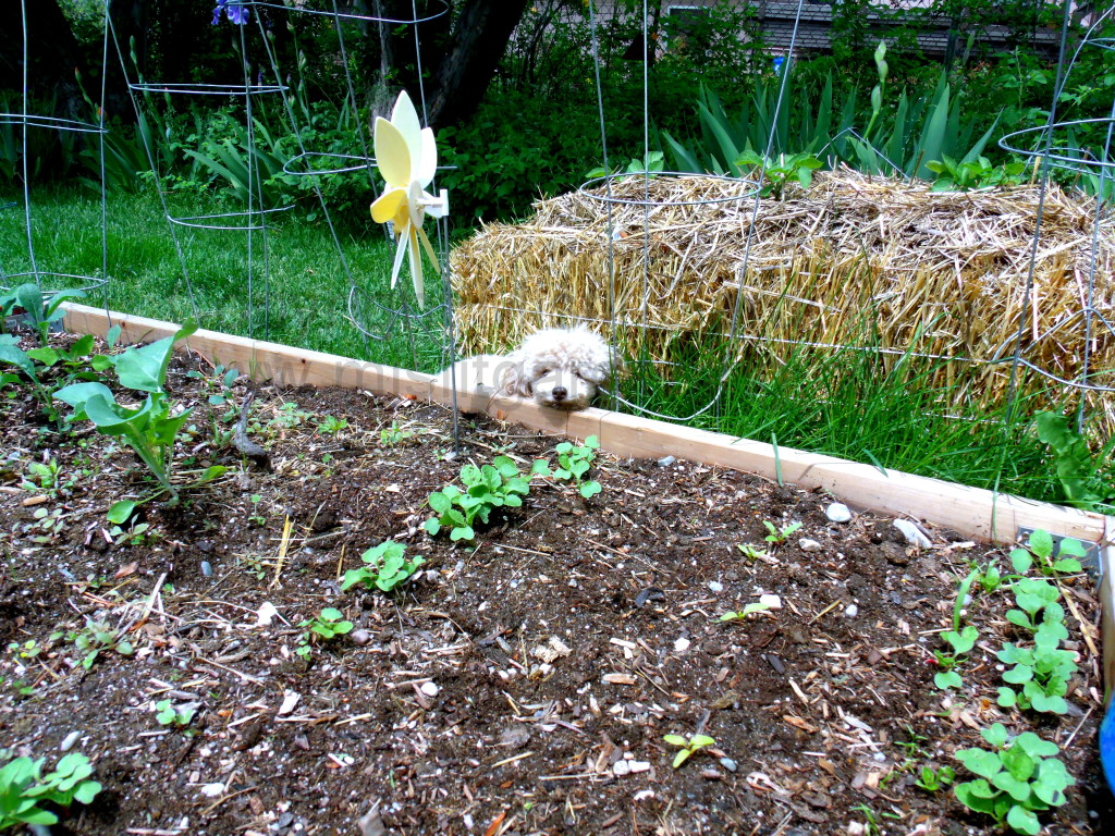 Biodynamic Garden And No-Dig Organic Garden Updates - Misfit Gardening