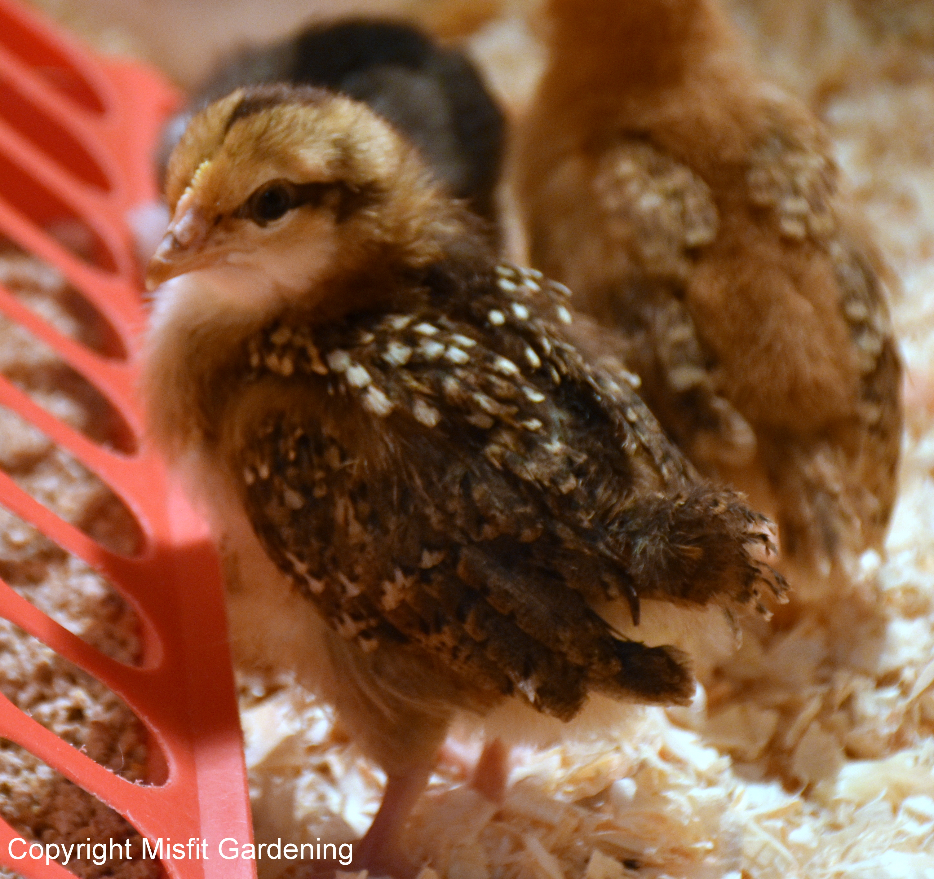 Raising Chickens In Your Backyard - Misfit Gardening