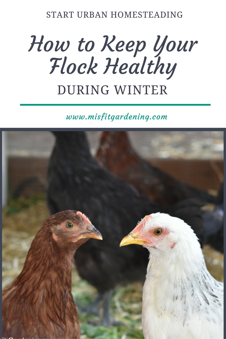 Improving Nutrition And Other Tips For Keeping Chickens Healthy In ...