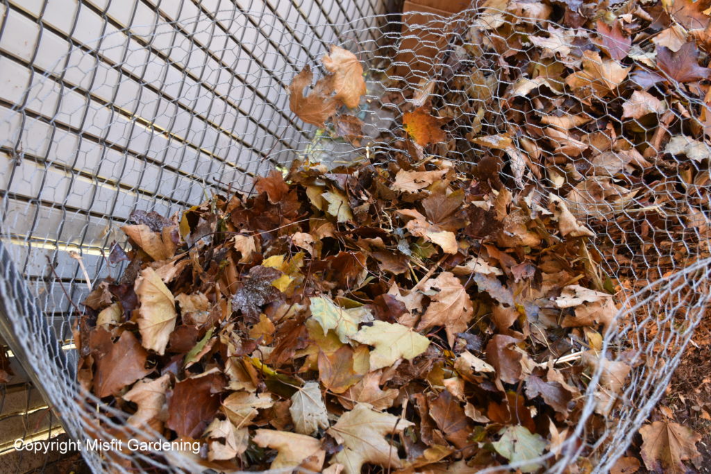 What To Do With Fallen Leaves In Your Garden - Misfit Gardening