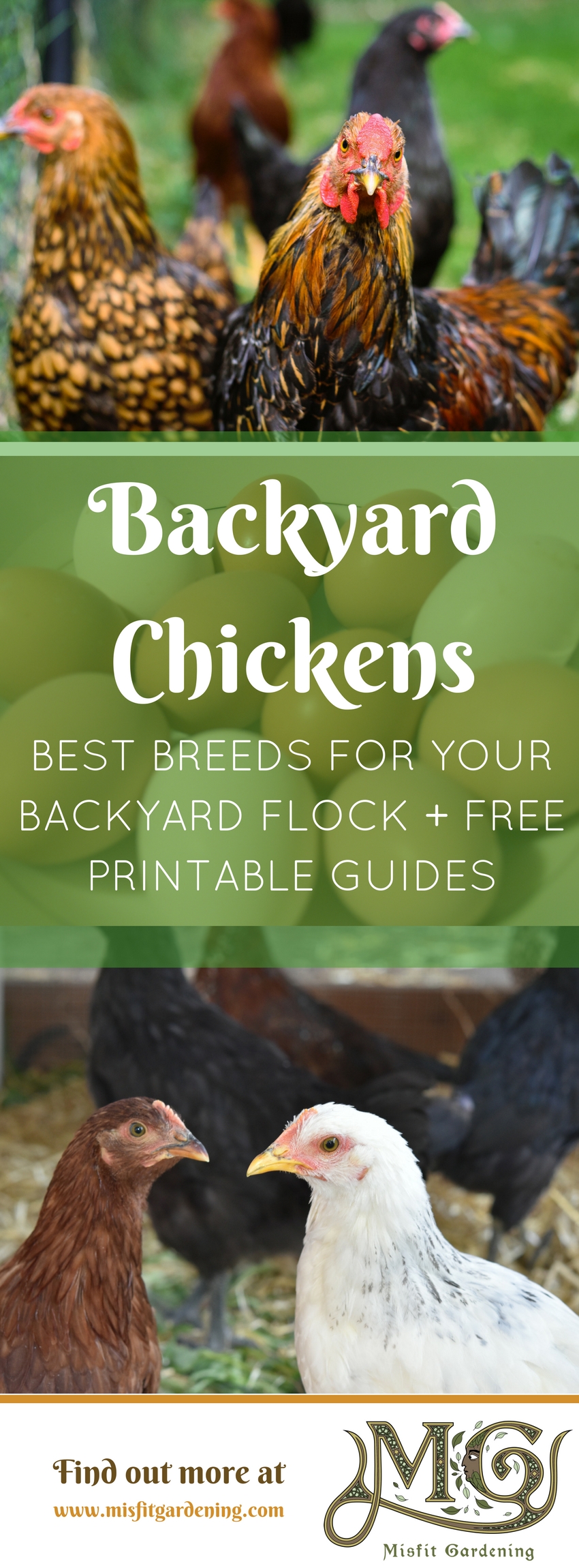 Best Backyard Chicken Breeds For Suburban Homesteads - Misfit Gardening