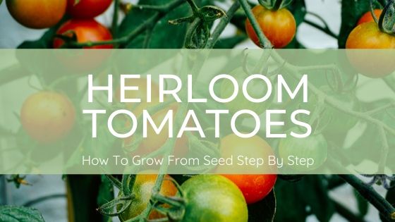 Growing Heirloom Tomatoes From Seed Step By Step - Misfit Gardening