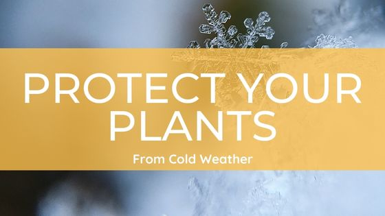 How To Protect Plants From The Cold - Misfit Gardening