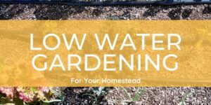 Low Water Vegetable Gardening