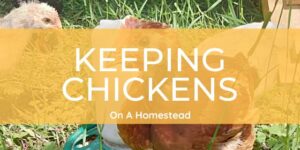 Keeping Chickens On A Homestead