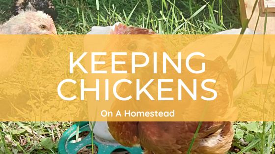 Retaining Chickens On A Homestead Retaining Chickens On A Homestead